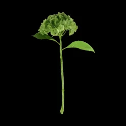 Basic u0026 More Hortensia Blomst (H55cm) Grøn> Blomster