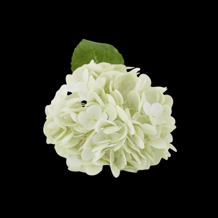 Basic u0026 More Hortensia Blomst (H32cm) Hvid> Blomster