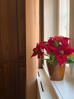 Basic u0026 More Kunstig Julestjerne i Potte Rød (40cm)> Julepynt & Dekoration|Jul