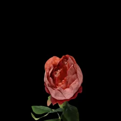 Basic u0026 More Pæon Blomst (H57cm) Rød> Blomster