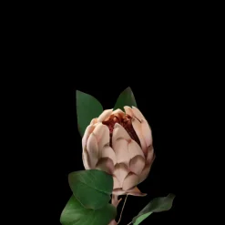 Basic u0026 More Protea i Pale Pink Farve. 65cm> Blomster